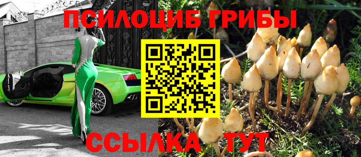 Кириши  Галлюциногенные грибы Psilocybe  Галлюциногенные грибы мицелий  сколько стоит  Вход с VPN 